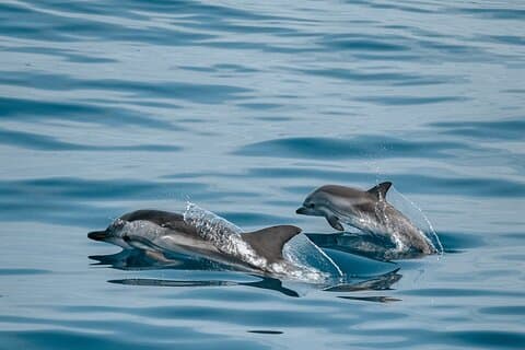 CATAMARAN OCEAN CRUISE TOUR, mad og drikke inkluderet!