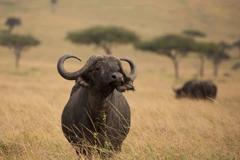 4 dagars safari till Maasai Mara N/R.