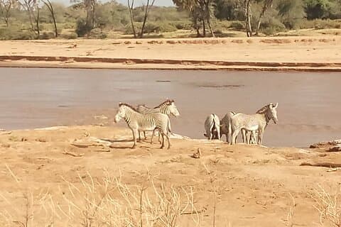 5 Days Safari to Samburu N/R, Meru N/P, Mid range.