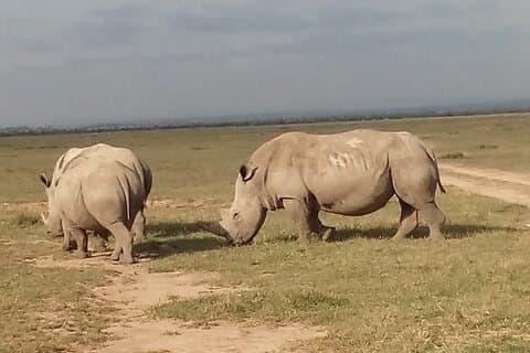 5 dias de Safari para Samburu N / R Ol Pejeta Conservancy Hells Gate N / P, Lago Naivasha