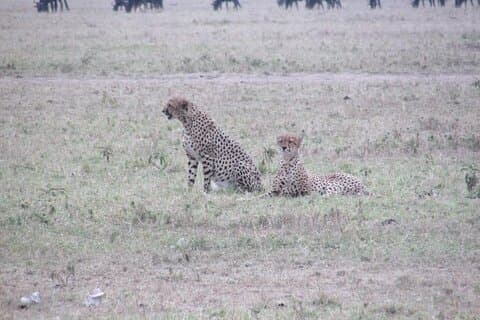 Safari di 5 giorni al Maasai Mara N / R- Mid range.