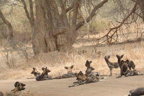 4 dagar / 3 nätter safari till Ruaha nationalpark