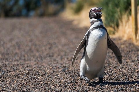 プエルトマドリンからプンタトンボペンギン保護区を発見するプライベートツアー