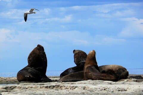 Excursão privada à Península Valdes, descobrindo a reserva dos leões marinhos