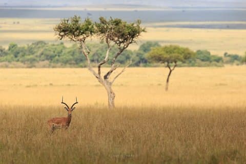 6 Tage Safari nach Meru N/P, Lake Naivasha, Maasai Mara N/R - Mittelklasse.