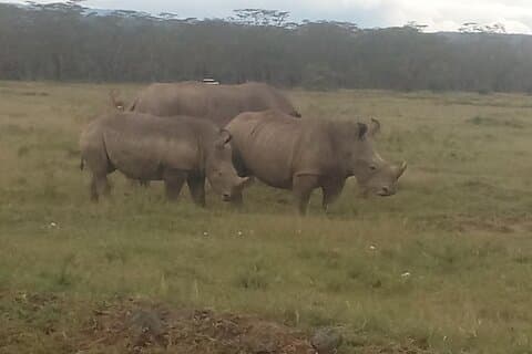 6 Days Safari to Lake Bogoria N/R, Lake Nakuru N/P, Maasai Mara N/R.
