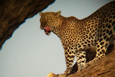 6 Dagen Safari Samburu NR, Lake Nakuru NP, Maasai Mara NR-midrange