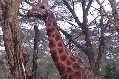 6 Days Safari to Lake Nakuru NP, Maasai Mara NR - Luxury.