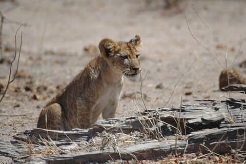 6 dagars Ruaha och Mikumi äventyr