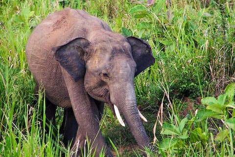 Hurulu Eco Park Safari fra Polonnaruwa
