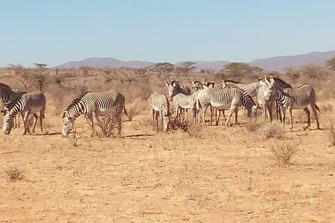 Safari de 7 jours, Samburu N / R Ol Pejeta Conservancy, Hells Gate N / P Maasai Mara N / R