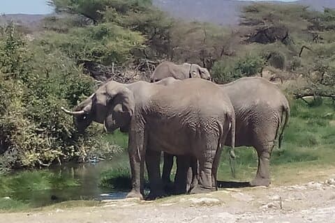 7 Tage Safari Maasai Mara NR, Lake Nakuru NP Samburu NR – Luxus