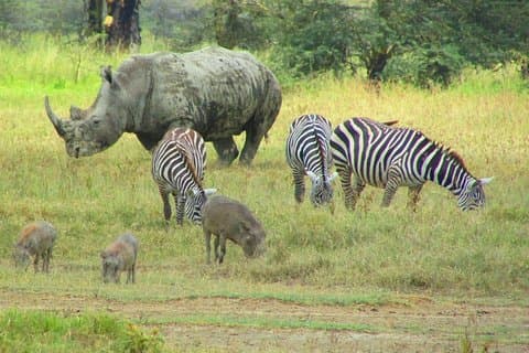 Safari de 8 jours au lac Nakuru NP Maasai Mara NR Serengeti NP Ngorongoro - milieu de gamme