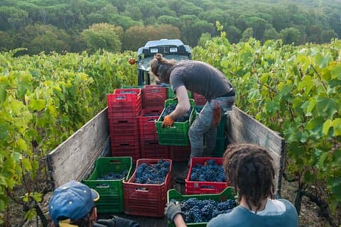 Excursão privada de meio dia: experiência de vinho Chianti Classico.