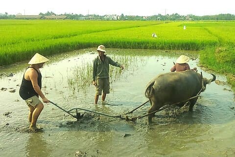 Meio dia de vida agrícola com arroz molhado de Hoi An