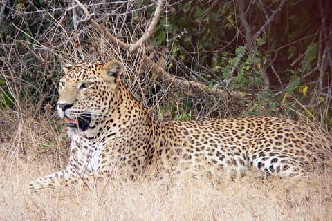 Yala National Park Safari fra Bentota