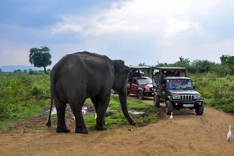 Udawalawe National Park Entrance Ticket with Private Safari