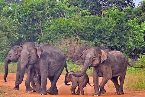 Safari dans le parc national d'Udawalawe au départ de Galle