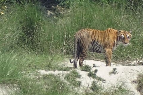 Excursão de 5 dias ao Parque Nacional de Bardia com Pernoite em Palpa