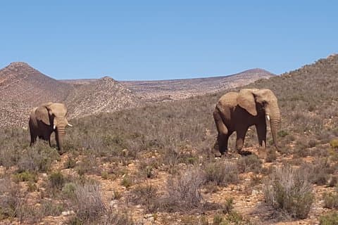 Safari Game Drive med vinsmaking alternativ nær Cape Town