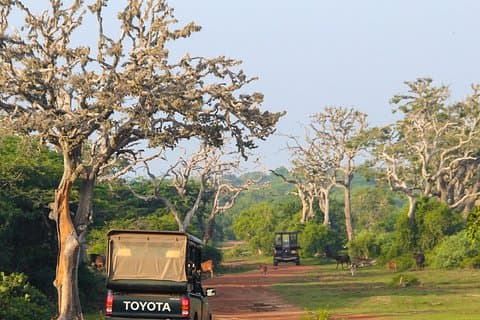 Bundala National Park Safari von Mirissa