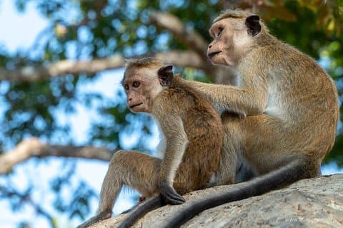 Yala National Park Safari from Galle