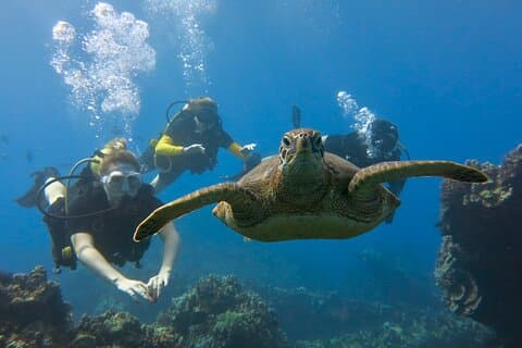 Maui: Guided Scuba Dive in Lahaina for Certified Divers Only