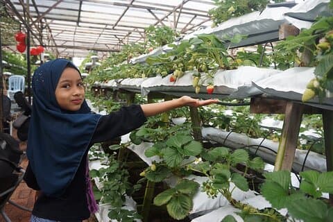 ~ Spezielle Cameron Highlands ~ Tagestour; Solo; Paar; Gruppe
