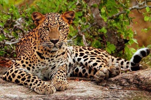 Yala National Park Safari von Hikkaduwa