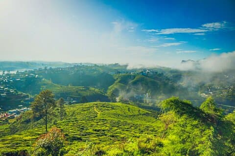 Caminhada em uma única árvore saindo de Nuwara Eliya