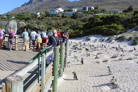 Cape of Good Hope Penguins From Cape Town Excluindo Taxas de Entrada