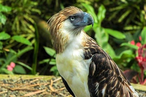 Philippine Eagle Center/Compras
