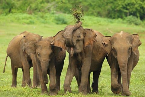 Safari nel parco nazionale Udawalawe da Tangalle