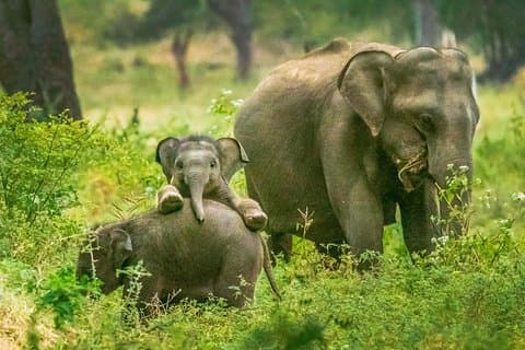 Yala National Park Safari fra Tangalle