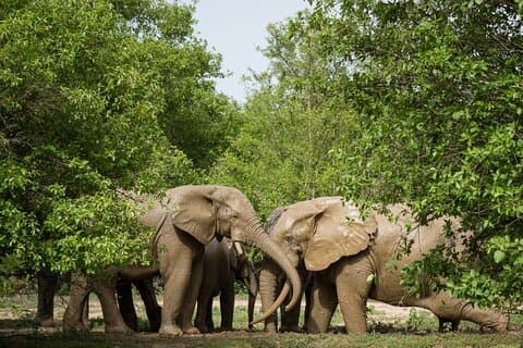 Safari de 5 jours au Ghana