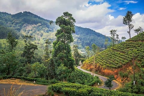 Knuckles and Riverston Trekking Experience From Kandy