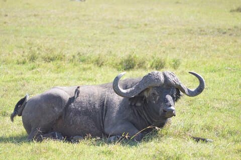 5 Days Trekking to Mt. kenya, Sirimon-Chogoria Route.
