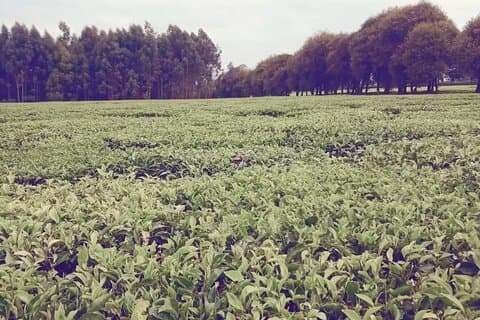 Safari de 3 jours à la ferme de café de Kiambethu et aux plantations de thé de Kericho.