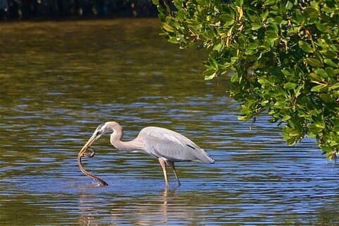 Muthurajawela Sanctuary Fågelskådning och Negombo Lagoon Båttur