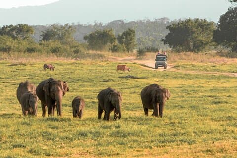 Toegangsticket voor Minneriya National Park met privésafari