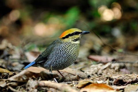 2 días de tour de observación de aves Dalat