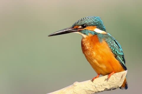 Circuit d'observation des oiseaux de 4 jours à Dalat