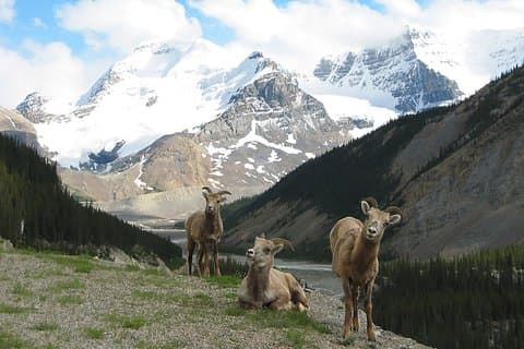 Visite privée: Majestic Mountains PHOTO SAFARI Drive - 4H