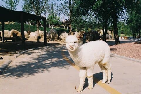 自動運転の乗り物が中にある北京野生動物園へのプライベートトランスファー