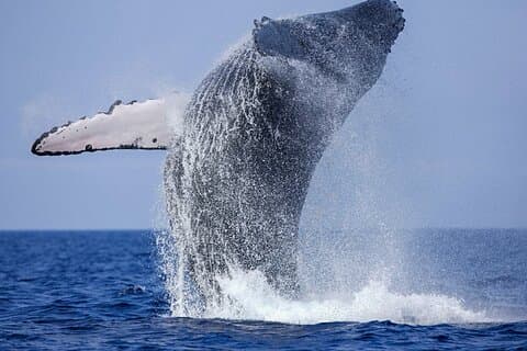 Whale Watching from Galle on Shared Boat