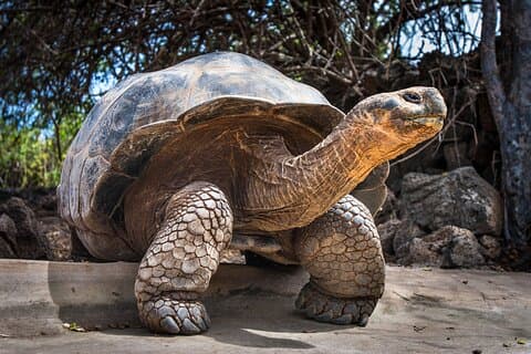 4 dager Galapagos Essential Budget Tour