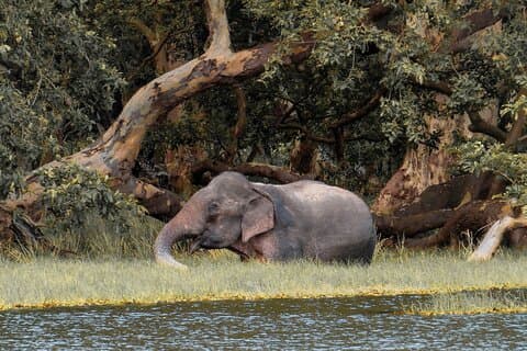 Wilpattu National Park Safari vanuit Habarana