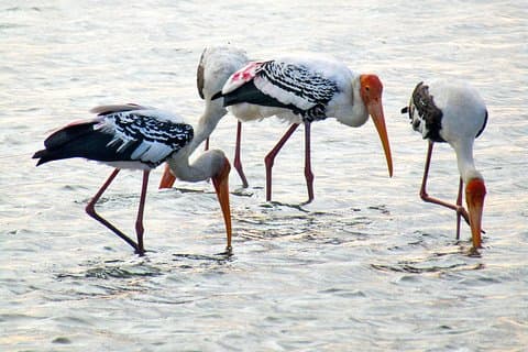 Fuglekigning i Jaffna Lagoon