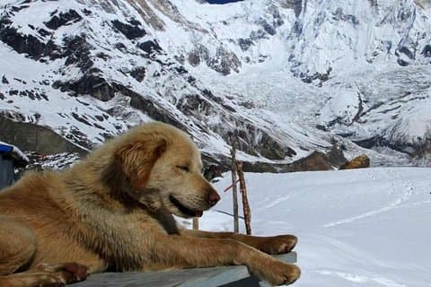 Annapurna-basiskamp met Poon Hill 9-daagse trektocht