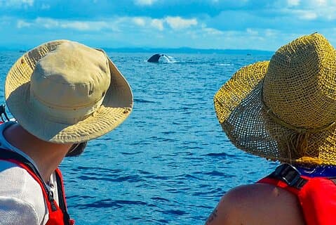 Observación de ballenas desde Ahungalla en barco compartido